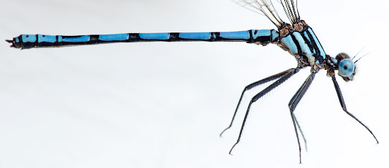 Metacnemis valida Blue Riverjack male